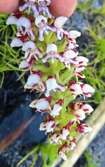 Disa obtusa hottentotica
