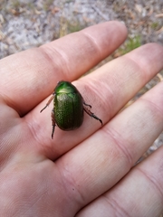 Anoplognathus multiseriatus