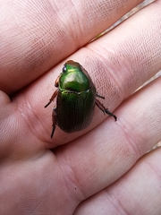 Anoplognathus multiseriatus