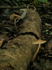 Echinoderma