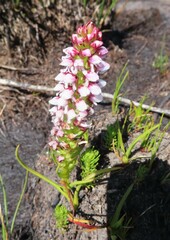 Disa obtusa hottentotica