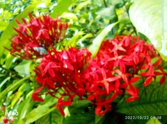 Ixora