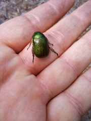 Anoplognathus multiseriatus