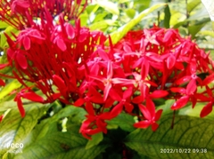 Ixora