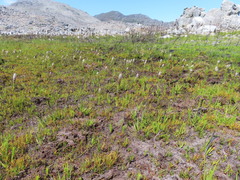 Disa obtusa hottentotica