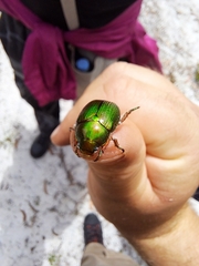 Anoplognathus multiseriatus
