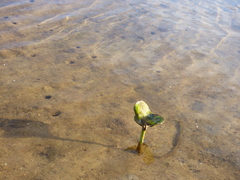 Avicennia marina