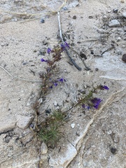 Ipomopsis multiflora