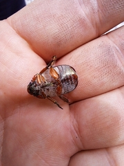 Anoplognathus multiseriatus