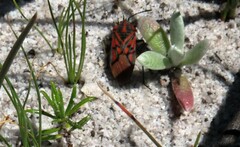 Spilostethus crudelis