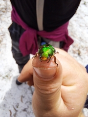 Anoplognathus multiseriatus