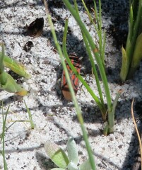 Spilostethus crudelis
