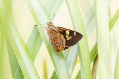 Trapezites symmomus
