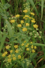 Bupleurum