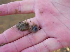 Mictyris longicarpus