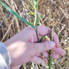 Phragmites australis altissimus