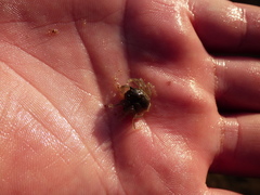 Mictyris longicarpus