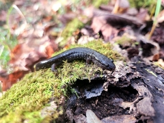 Desmognathus valtos