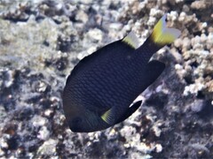 Dascyllus flavicaudus