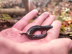 Desmognathus valtos