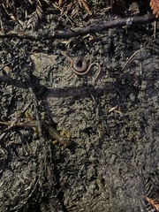 Batrachoseps attenuatus