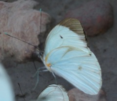 Ganyra phaloe