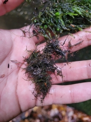 Platylomella lescurii