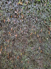 Platylomella lescurii