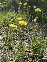 Coronidium scorpioides