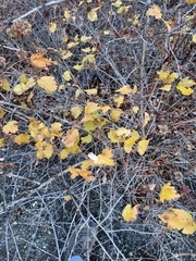 Physocarpus malvaceus