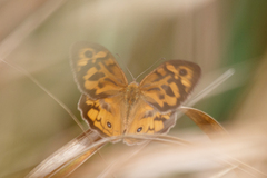 Heteronympha merope