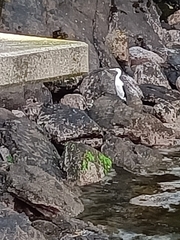 Phalacrocorax varius varius