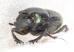Onthophagus orpheus