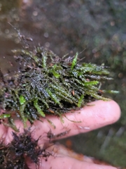 Rhynchostegium aquaticum