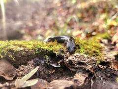 Desmognathus valtos