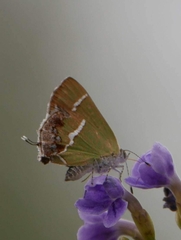 Chlorostrymon simaethis