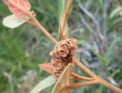 Lasiopetalum macrophyllum