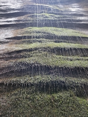 Rhynchostegium aquaticum