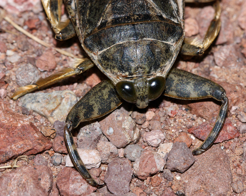 Lethocerus medius photo 3