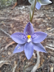 Thelymitra × truncata