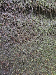 Rhynchostegium aquaticum