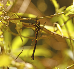Austroaeschna pulchra