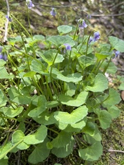 Viola hederacea