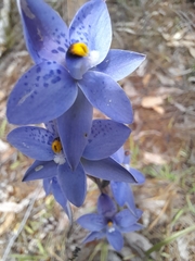 Thelymitra × truncata