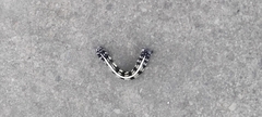 Lepidoptera