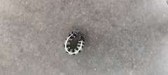 Lepidoptera