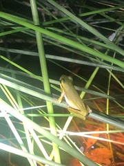 Litoria cooloolensis