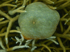 Culcita novaeguineae