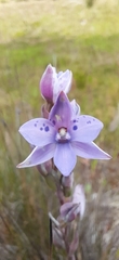 Thelymitra juncifolia