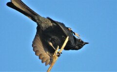 Melaenornis pammelaina ater